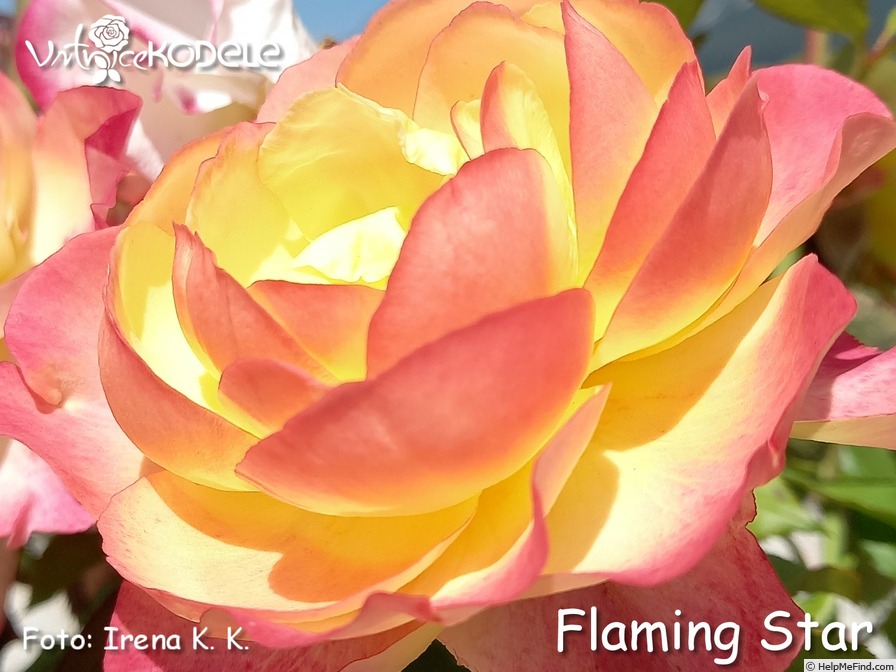 'Flaming Star ® (hybrid Tea, Kordes, 2003/14)' rose photo
