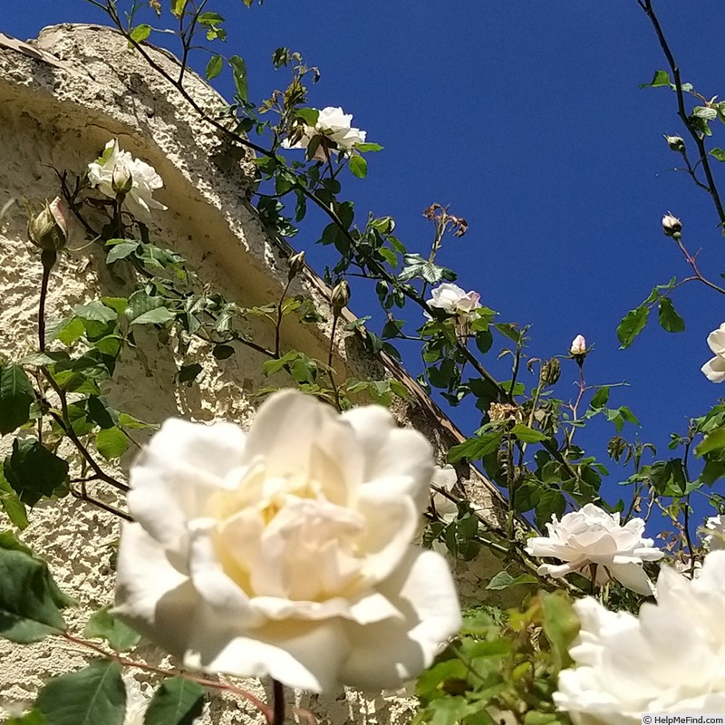 'Madame Alfred Carrière (noisette, Schwartz 1875)' rose, click to enlarge 'Madame Alfred Carrière (noisette, Schwartz 1875)' rose photo