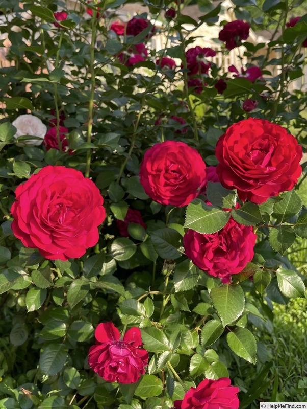 'Bordeaux Citiscape' rose photo