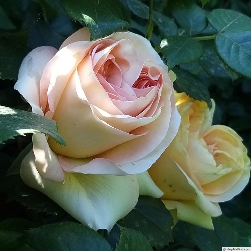 'Eureka ® (Hybrid Tea, Meilland, 2012)' rose photo