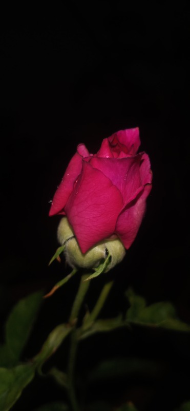 'Ebb Tide ™ (floribunda, Carruth 2001)' rose photo