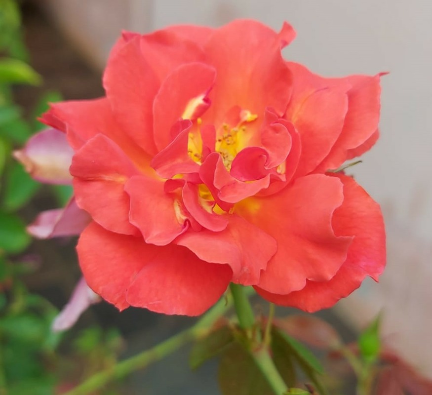 'Cinco de Mayo™ (floribunda, Carruth, 2006)' rose photo