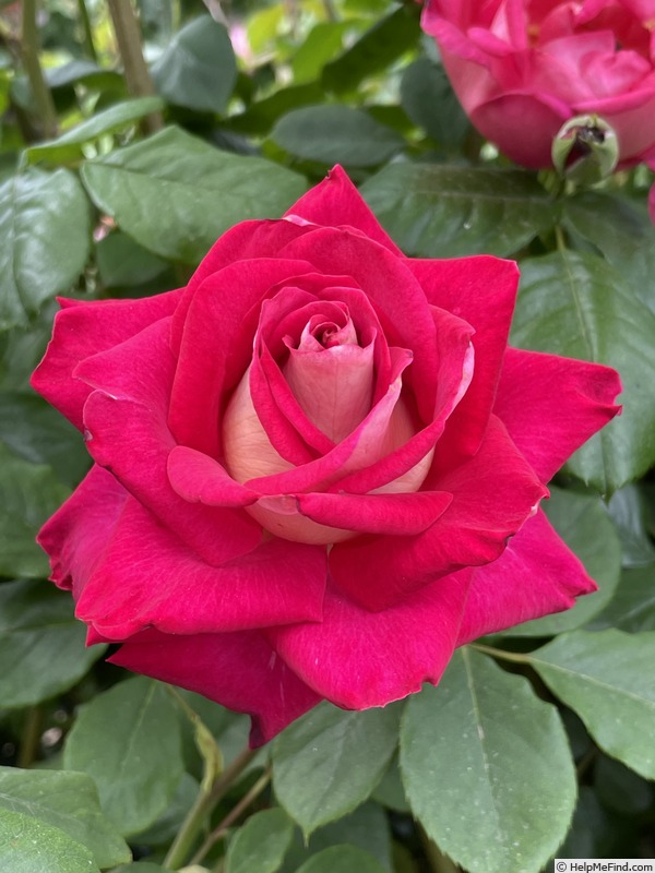 'Dolores Ann' rose photo