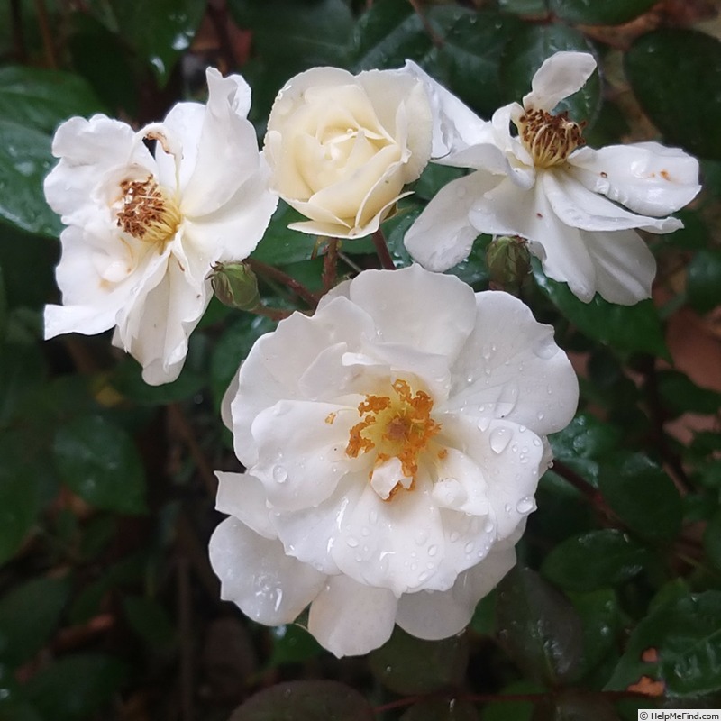 'Moonlight (hybrid musk, Pemberton, 1913)' rose photo