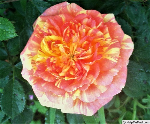 'Pernet Stripe Shrublet' rose photo