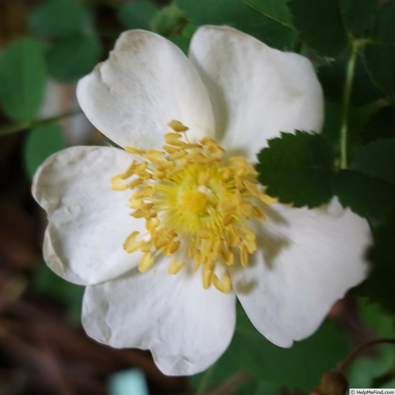 '<i>Rosa pimpinellifolia</i> L. synonym' rose photo