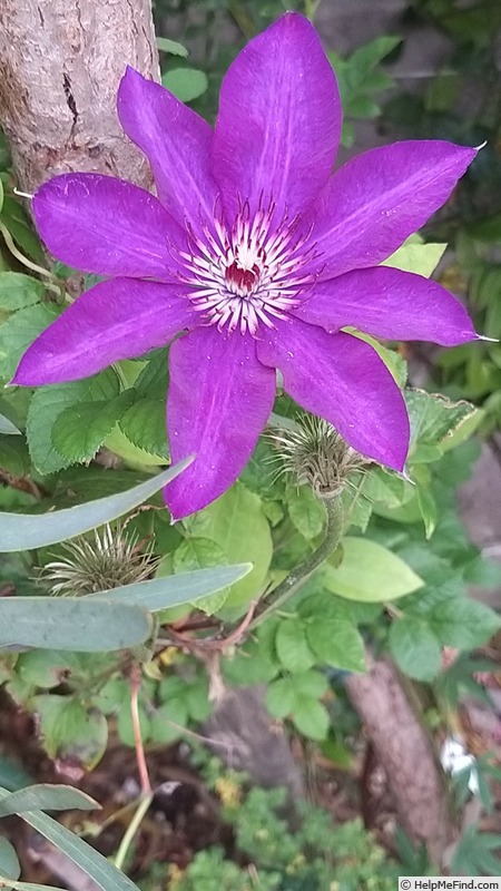 'The President' clematis photo