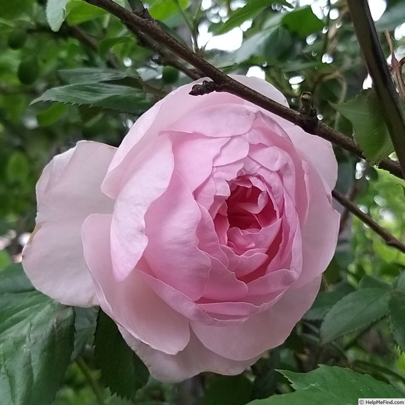 'Olivia Rose Austin ®' rose photo