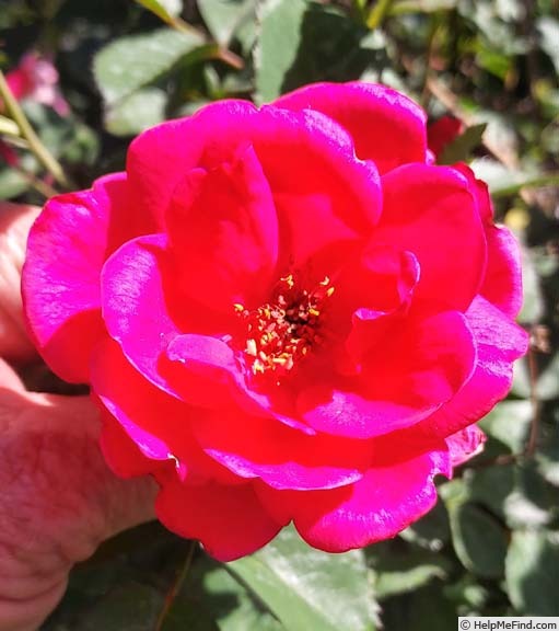 'Pink Miracle' rose photo