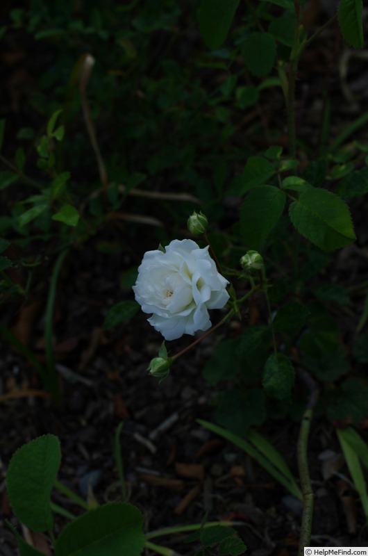 'Denise Cassegrain' rose photo