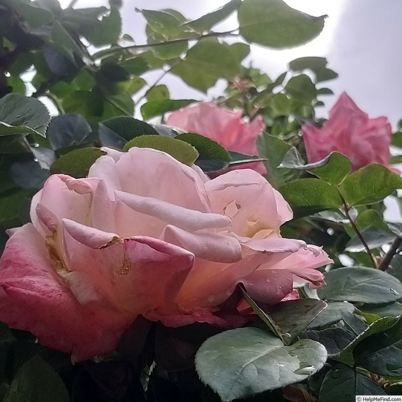 'Laetitia Casta ®' rose photo