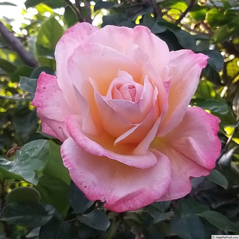 'Laetitia Casta ®' rose photo