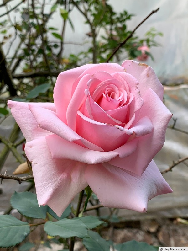 'Ajatashatru Kasturi™' rose photo