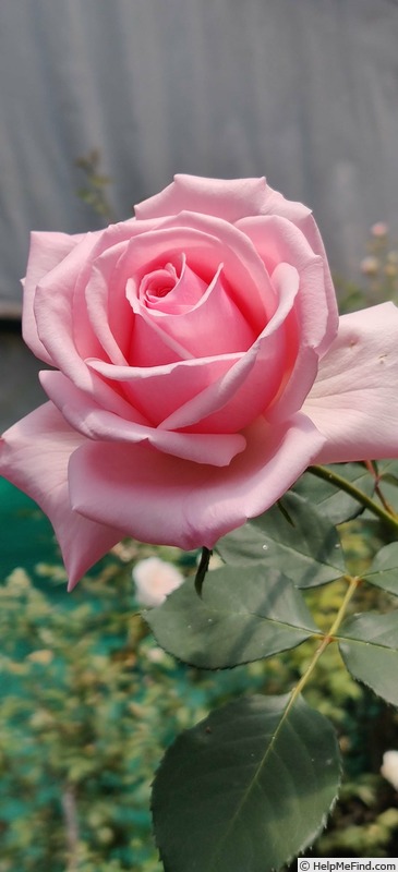 'Ajatashatru Kasturi™' rose photo
