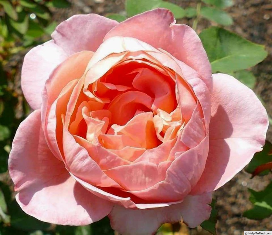 'Sweet Mademoiselle ™' rose photo