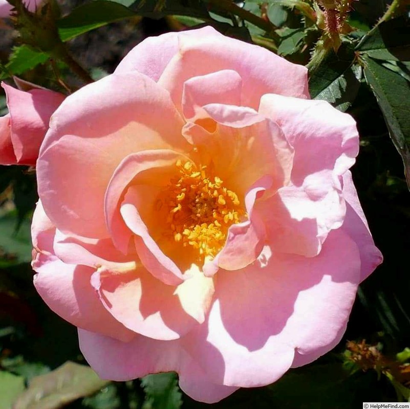 'Peachy Keen ® (Shrub. Radler. Before 2015)' rose photo