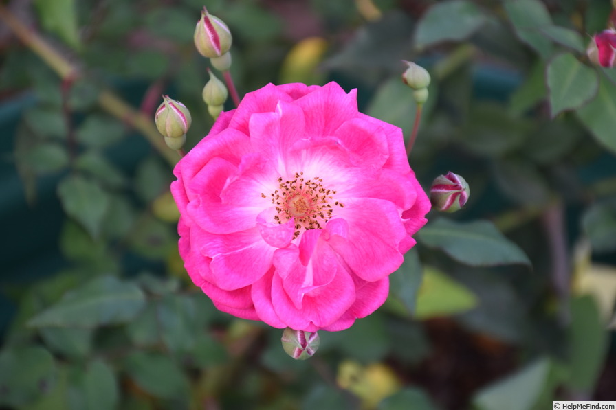 'Fellenberg' rose, click to enlarge 'Fellenberg' rose photo