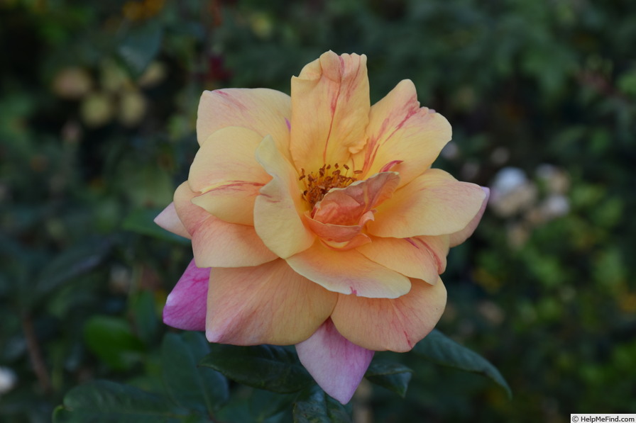 'Autumn' rose photo