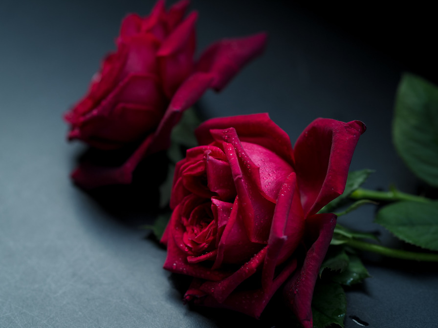 'Black Perfumella ®' rose photo