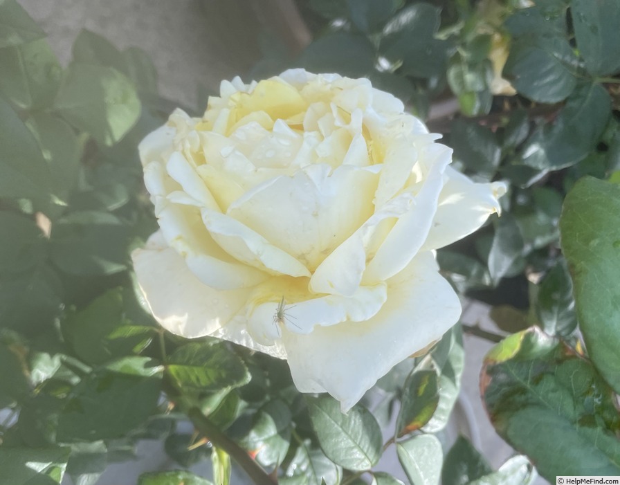 'Chantilly Cream ™' rose photo