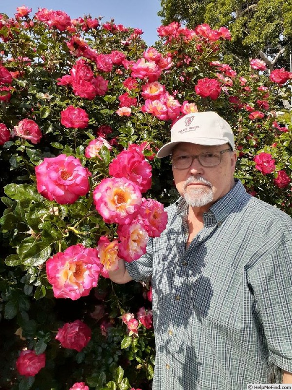 'Dick Clark' rose photo