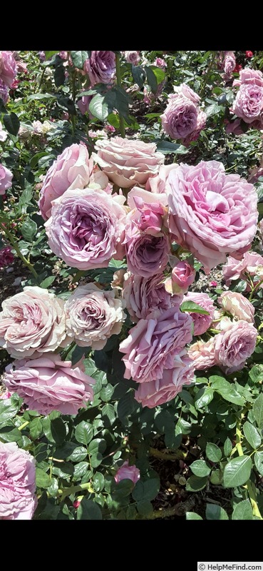 'Love Song (floribunda, Carruth 2011)' rose photo