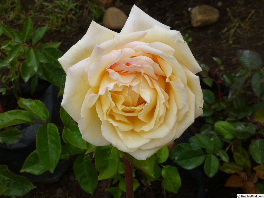 'Frederyk Chopin' rose photo
