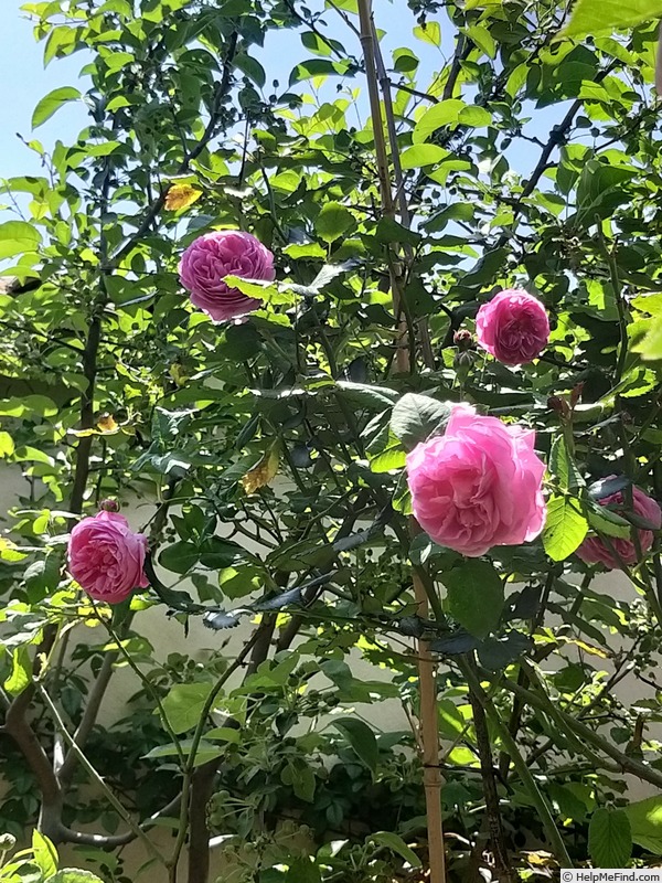 'Reine Victoria (bourbon, Schwartz, 1872)' rose, click to enlarge 'Reine Victoria (bourbon, Schwartz, 1872)' rose photo