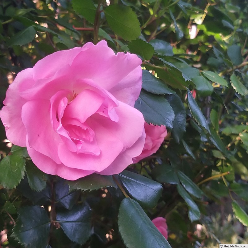 'Bordure Rose No. 2' rose, click to enlarge 'Bordure Rose No. 2' rose photo