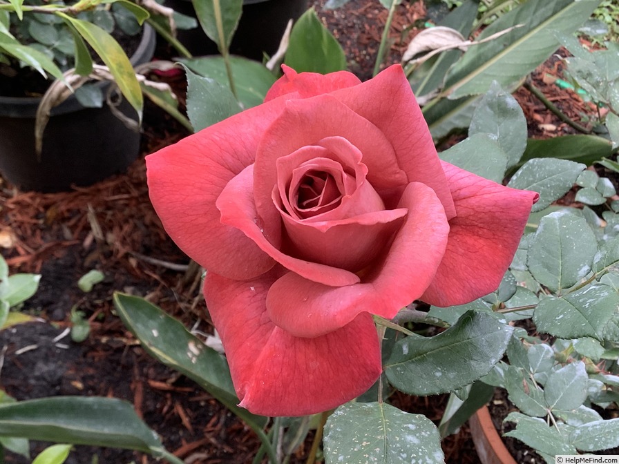 'Black Tea' rose photo