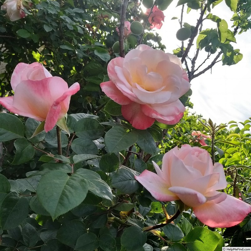 'Laetitia Casta ®' rose photo