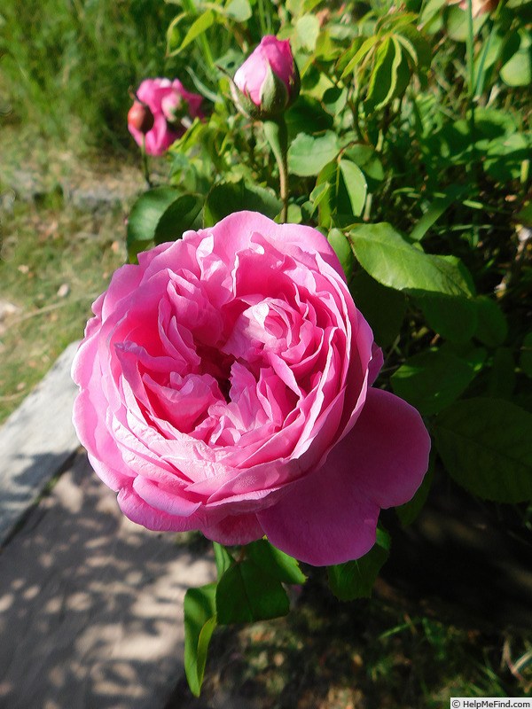 'La Reine' rose photo