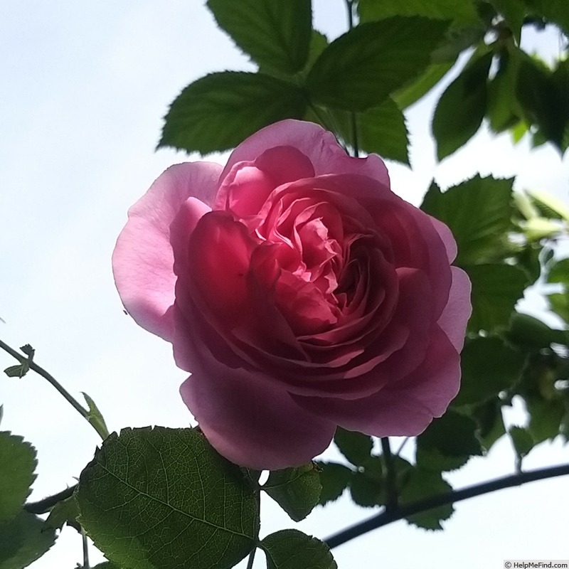 'Gertrude Jekyll ®' rose photo