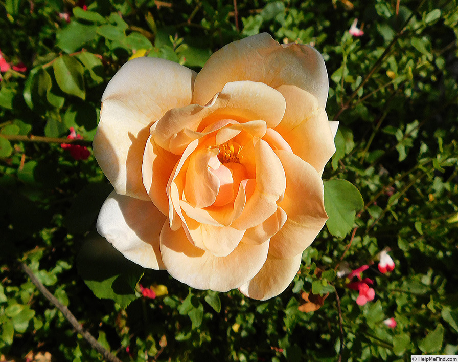 'Bishop Darlington' rose photo