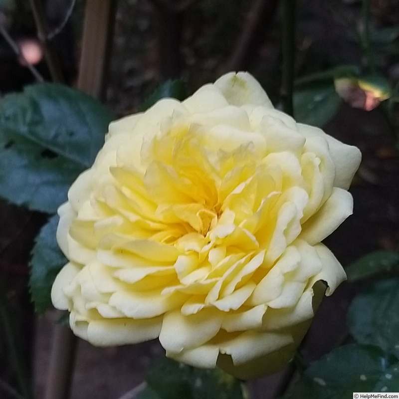 'Anny Duperey ®' rose photo