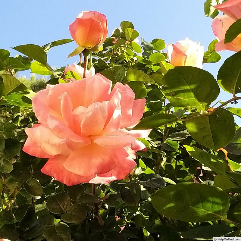 'Laetitia Casta ®' rose photo