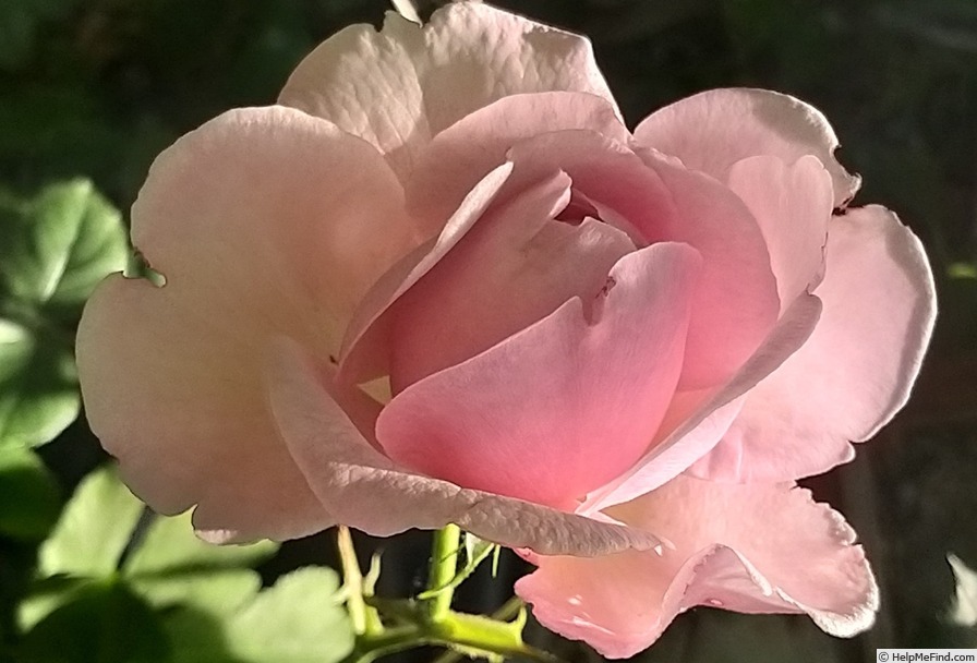 'Porcelaine d'Orient ®' rose photo