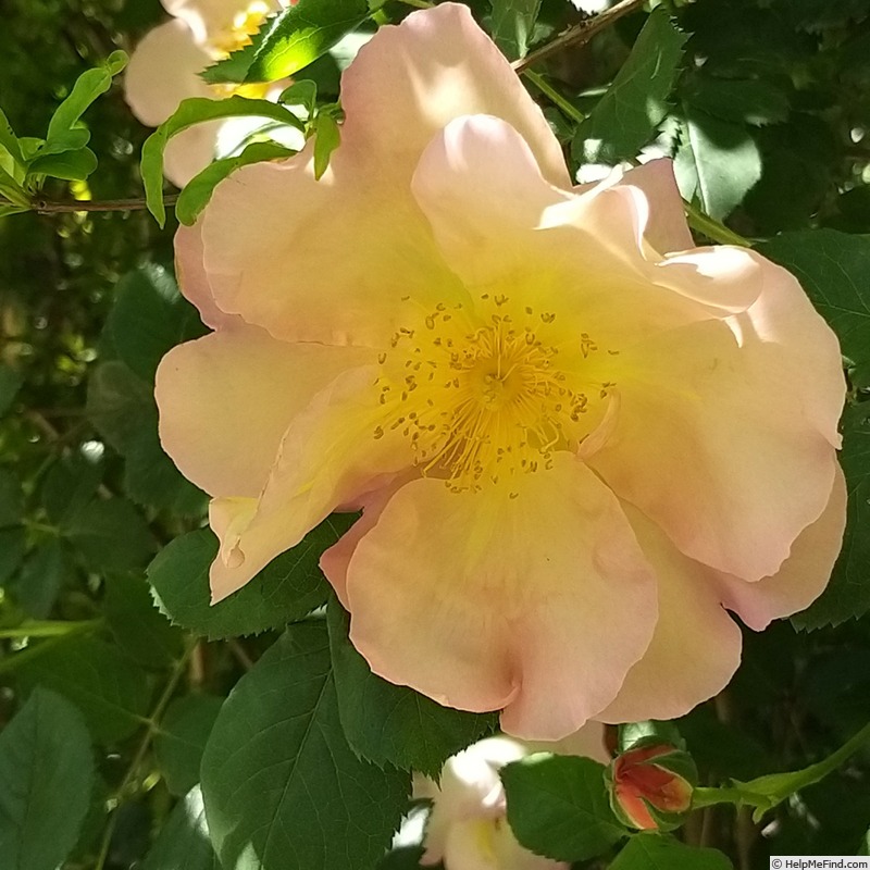 'Fighting Temeraire ®' rose photo