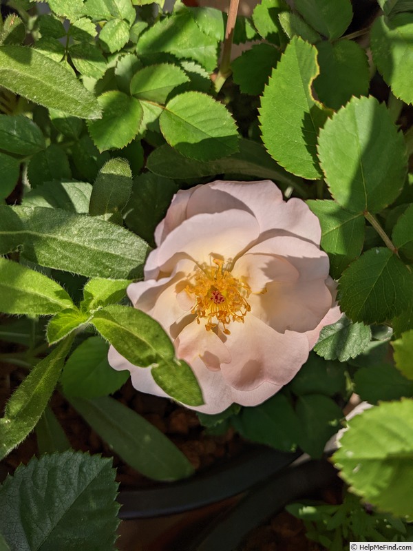 'Nymphenburg' rose photo