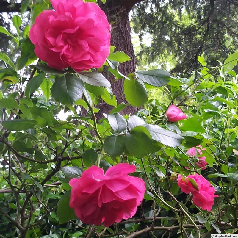 'Karlsruhe (hybrid kordesii, Kordes 1957)' rose photo