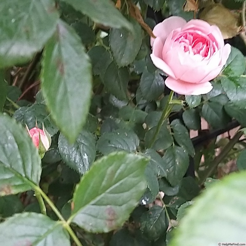 'Queen of Sweden' rose photo