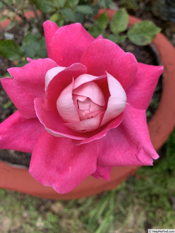 'Chantal’s Kolam' rose, click to enlarge 'Chantal’s Kolam' rose photo