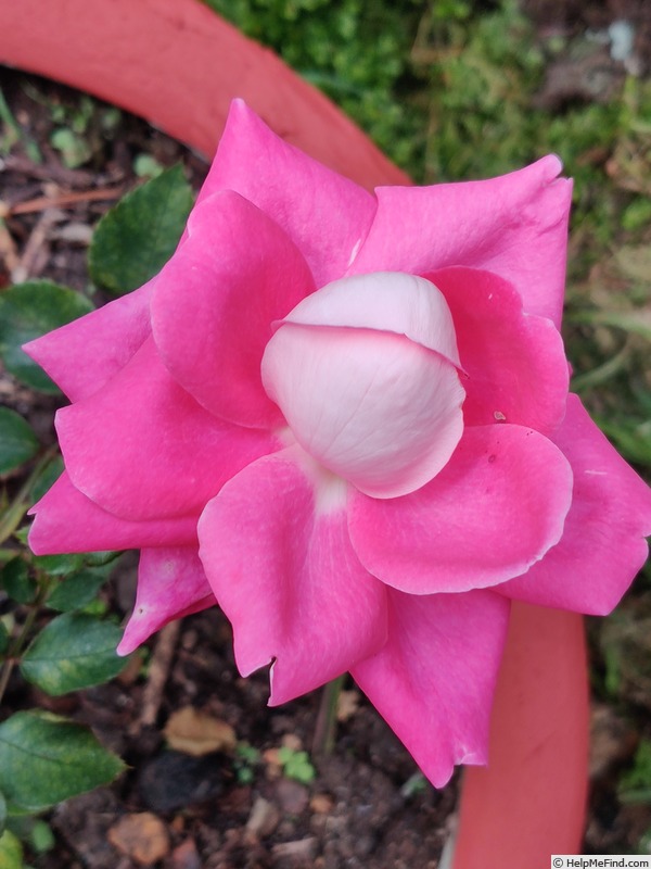 'Chantal’s Kolam' rose, click to enlarge 'Chantal’s Kolam' rose photo