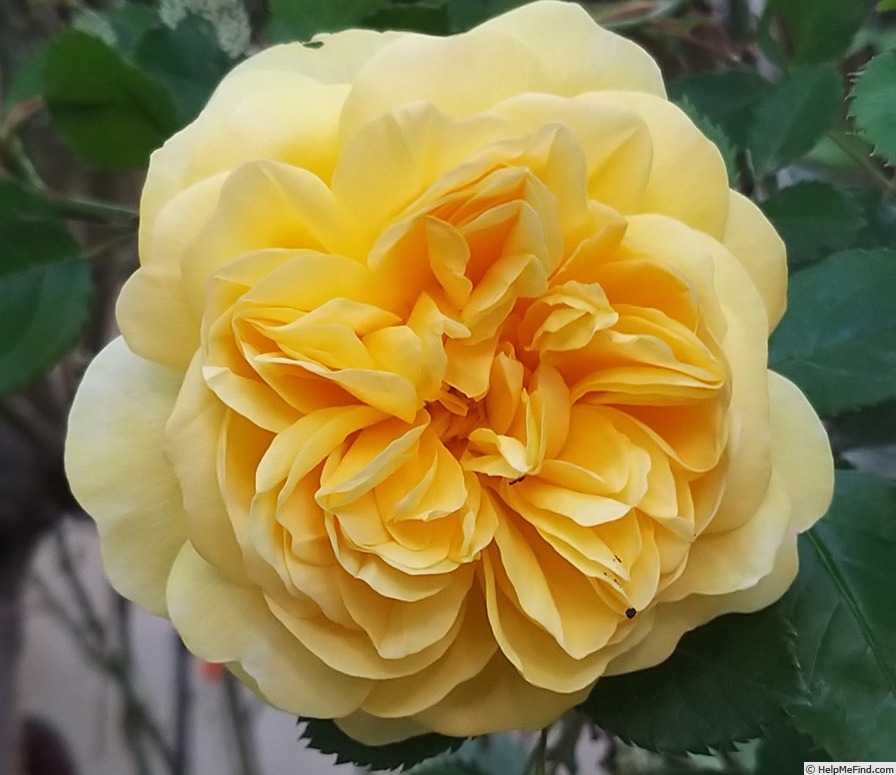 'The Poet's Wife ™' rose photo