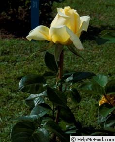 'MEImechita' rose photo
