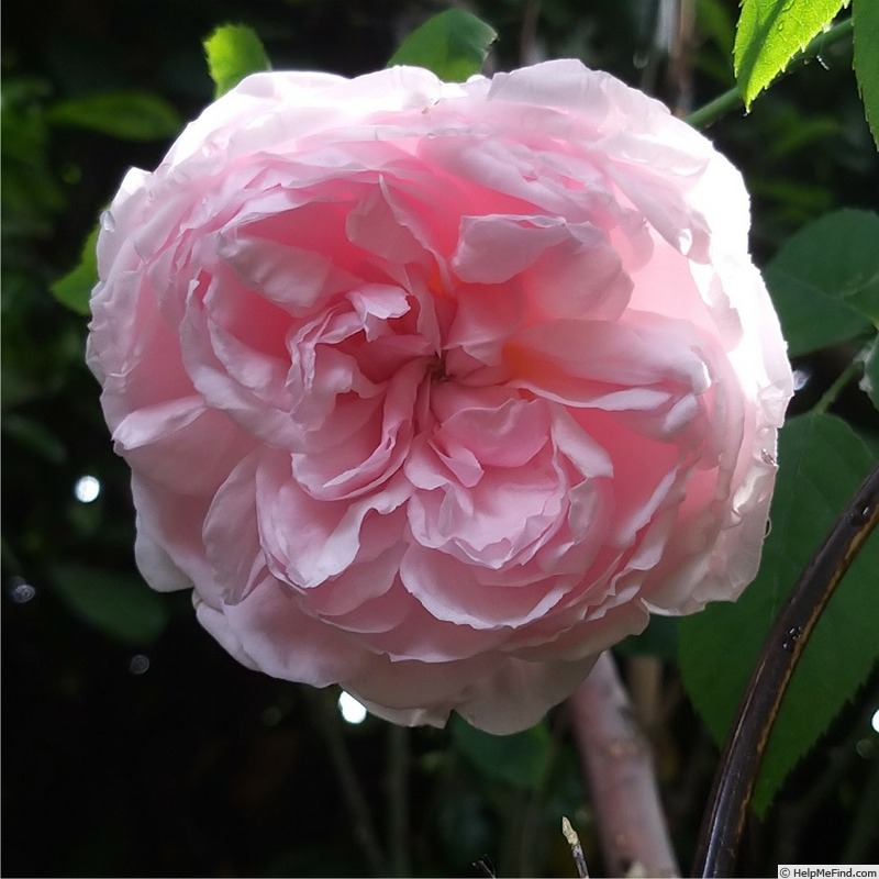 'Barbara Austin' rose photo