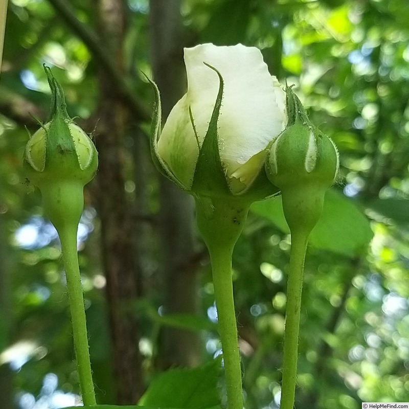 'Claire Austin' rose photo