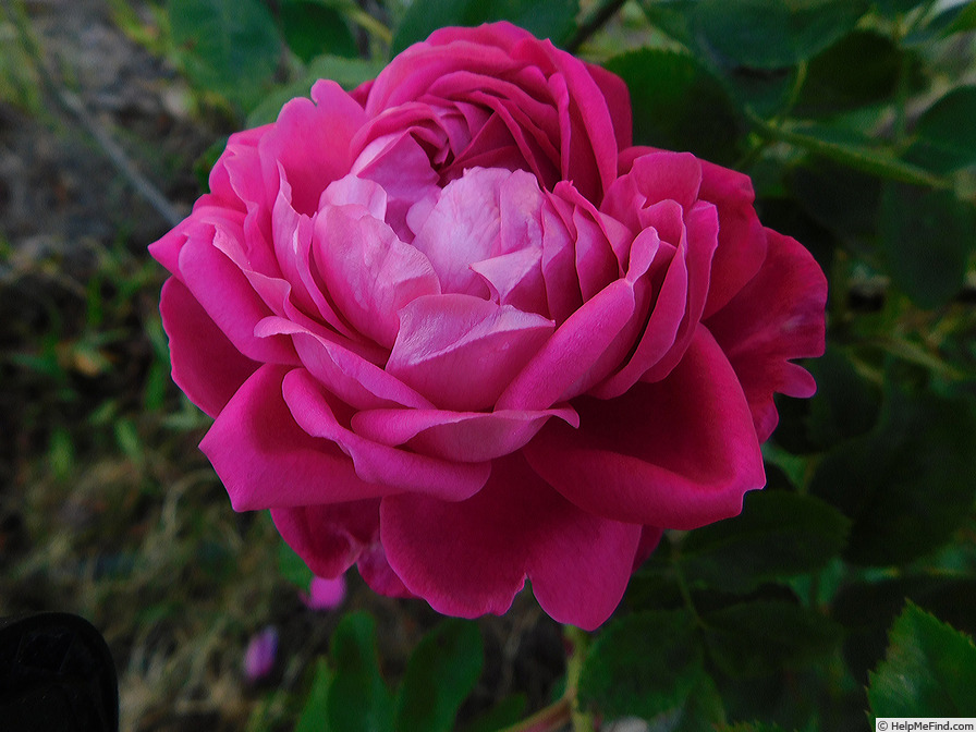 '
