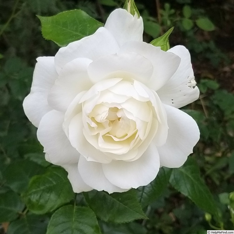 'Azay-le-Rideau ®' rose photo