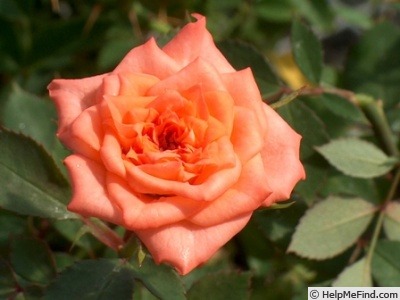 'Cupid's Beauty' rose photo